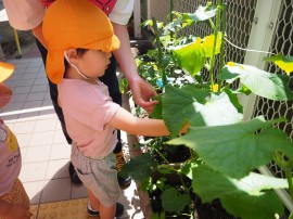 ２歳児すみれ組の栽培活動