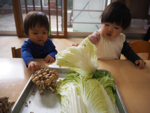 さあ、つぎは指先を使って野菜をちぎります。