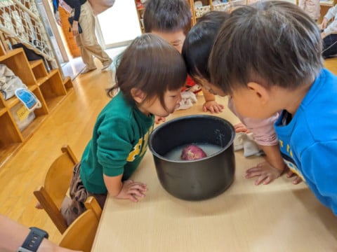 お米とお芋、おいしくなーれ。